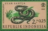 Reticulated Python (Python reticulatus)