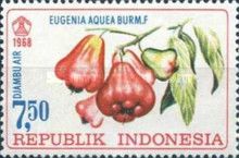 Djambuair (Eugenia aquea Burm.f)