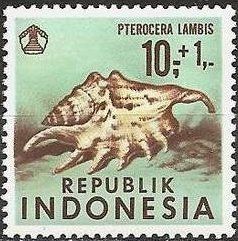 Spider Conch (Lambis lambis)