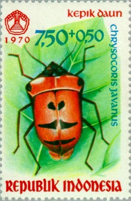 Red Jewel Bug (Chrysocoris javanus)