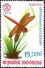 Orange Skimmer (Orthetrum testaceum)