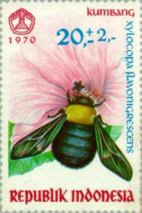 Carpenter Bee (Xylocopa flavonigrescens)