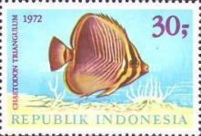 Triangle Butterflyfish (Chaetodon triangulum)