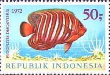 Regal Angelfish (Pygoplites diacanthus)