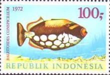 Clown Triggerfish (Balistoides conspicillum)