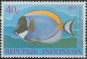 Powderblue Surgeonfish (Acanthurus leucosternon)