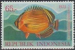 Melon Butterflyfish (Chaetodon trifasciatus)