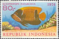 Blue Girdled Angelfish (Pomacanthus navarchus)