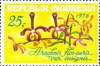Arachnis flos-aeris var. insignis