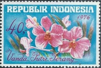 Vanda putri serang