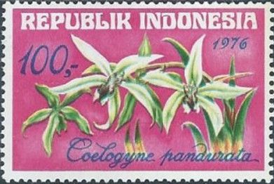 Coelogyne pandurata