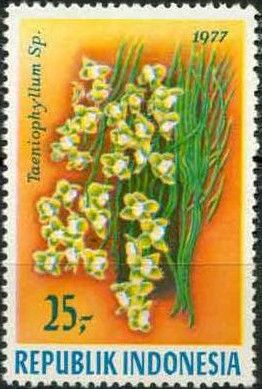 Taeniophyllum sp.