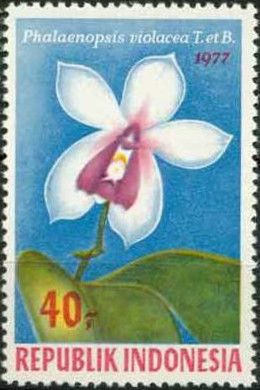 Phalaenopsis violacea