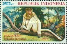 Proboscis Monkey (Nasalis larvatus)