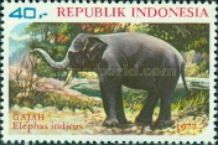 Asian Elephant (Elephas maximus)