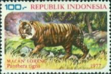 Tiger (Panthera tigris)