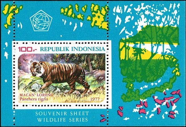 Tiger (Panthera tigris)