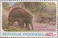 Western long-beaked Echidna (Zaglossus bruijni)