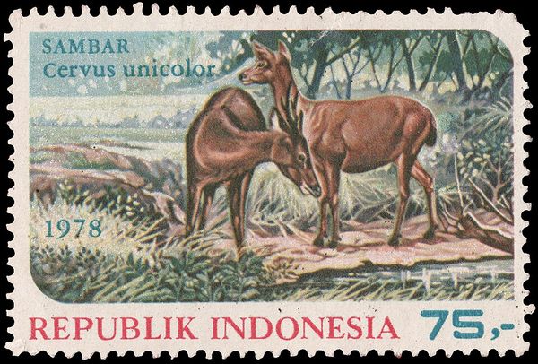 Sambar (Cervus unicolor)