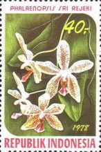 Phalaenopsis "Sri Rejeki"