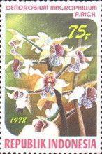 Dendrobium macrophyllum