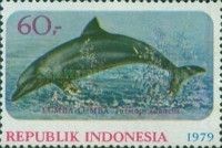 Common Bottlenose Dolphin (Tursiops truncatus)