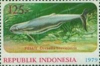 Australian Snubfin Dolphin (Orcaella brevirostris)
