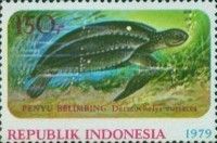 Leatherback Sea Turtle (Dermochelys coriacea)