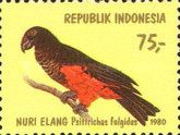 Pesquet's Parrot (Psittrichas fulgidus)