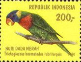 Red-collared Lorikeet (Trichoglossus haematodus rubritorquis