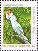 Salmon-crested Cockatoo (Kakatoe moluccensis)
