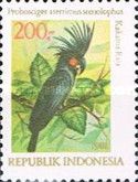 Palm Cockatoo (Probosciger aterrimus ssp. stenolophus)