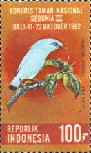 Bali Myna (Leucopsar rothschildi)