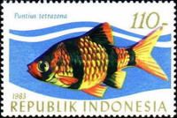 Tiger Barb (Puntius tetrazona)