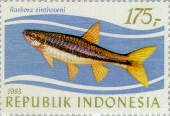 Brilliant Rasbora (Rasbora einthoveni)