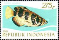 Banded Archerfish (Toxotes jaculator)