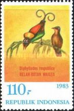 Wilson's Bird-of-paradise (Diphyllodes respublica)