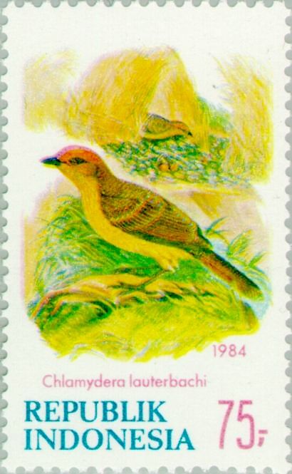 Yellow-breasted Bowerbird (Chlamydera lauterbachi)
