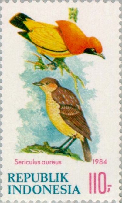 Flame Bowerbird (Sericulus aureus)