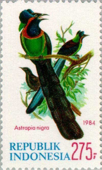 Arfak Astrapia (Astrapia nigra)