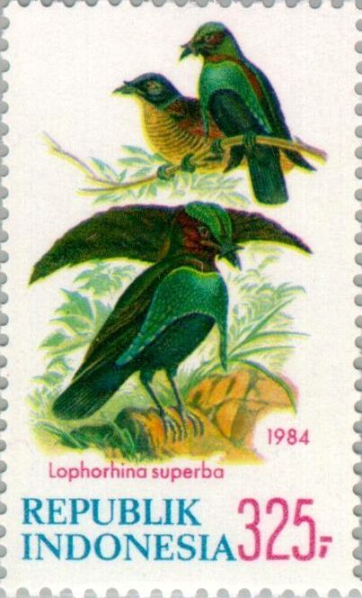 Superb Bird-of-paradise (Lophorina superba)