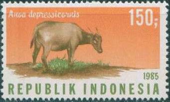 Lowland Anoa (Anoa depressicornis)