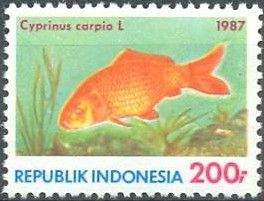 Common Carp (Cyprinus carpio)