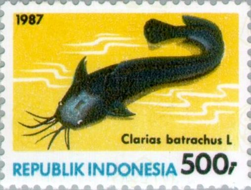 Walking Catfish (Clarias batrachus)