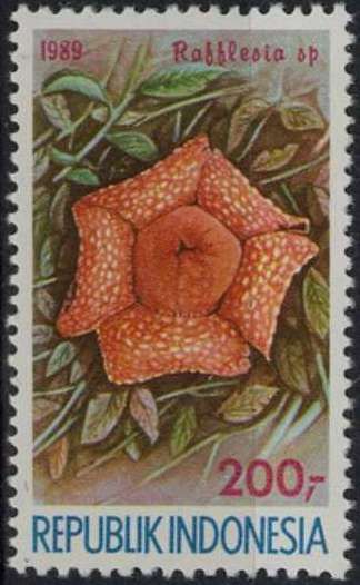 Rafflesia sp