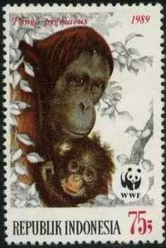 Bornean Orangutan (Pongo pygmaeus)