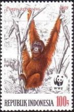 Bornean Orangutan (Pongo pygmaeus)