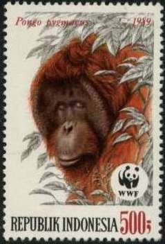 Bornean Orangutan (Pongo pygmaeus)