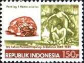Skull of “Perning 1” and cavemen
