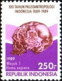 Skull of “Wajuk 1”
